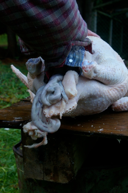 Carefully removing the innards from the turkey. 